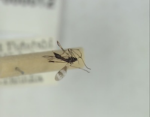 ミスジガガンボ