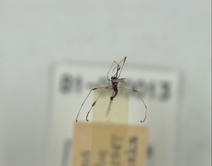 ミスジガガンボ