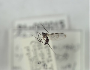 ツマグロアミカ