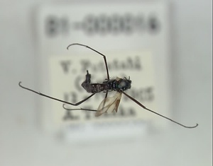 ハマダラハルカ