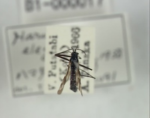 ハエ類等標本（田中コレコション）