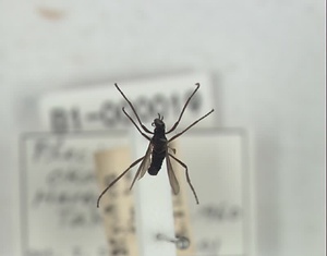 ハエ類等標本（田中コレコション）