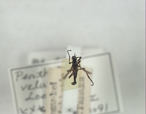 ハエ類等標本（田中コレコション）