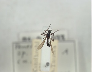 ハエ類等標本（田中コレコション）