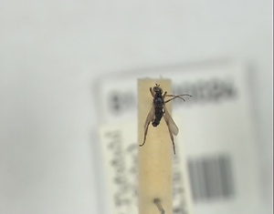 チビアシボソケバエ