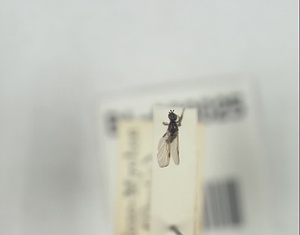 チビアシボソケバエ