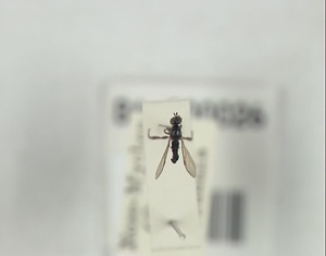 チビアシボソケバエ