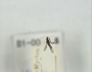 チビアシボソケバエ