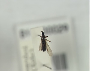 チビアシボソケバエ