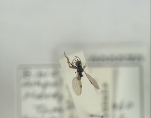 チビアシボソケバエ