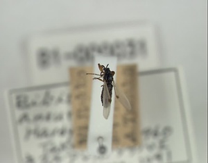 キスネアシボソケバエ