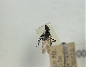 ハエ類等標本（田中コレコション）