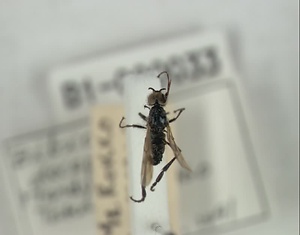 ハエ類等標本（田中コレコション）