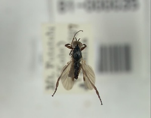 ウスイロアシブトケバエ