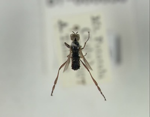 ウスイロアシブトケバエ