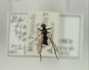 ウスイロアシブトケバエ