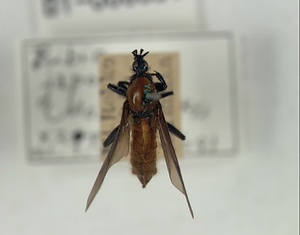 メスアカケバエ