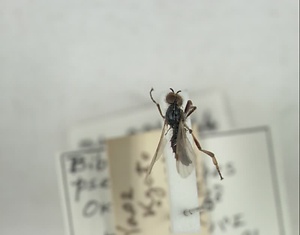 ニセアシブトケバエ