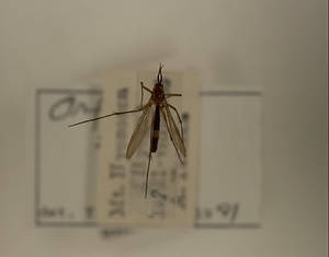 ハエ類等標本（田中コレコション）