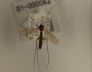 ハエ類等標本（田中コレコション）