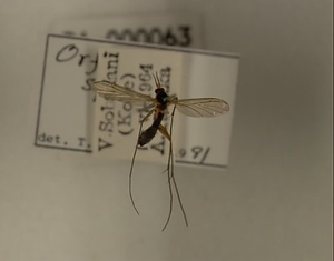 ハエ類等標本（田中コレコション）