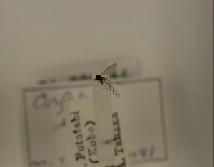 ハエ類等標本（田中コレコション）