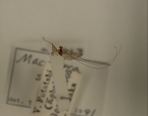 ハエ類等標本（田中コレコション）