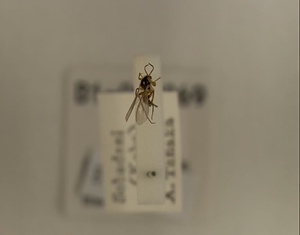 ハエ類等標本（田中コレコション）