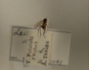 ハエ類等標本（田中コレコション）