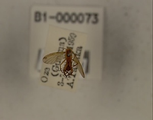 ハエ類等標本（田中コレコション）