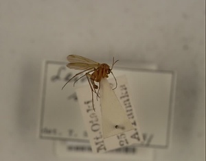 ハエ類等標本（田中コレコション）