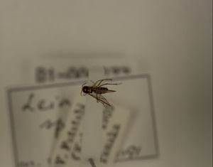 ハエ類等標本（田中コレコション）