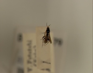 ハエ類等標本（田中コレコション）