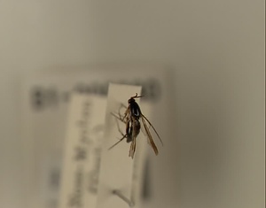 ハエ類等標本（田中コレコション）