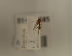 ハエ類等標本（田中コレコション）