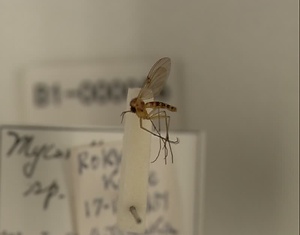 ハエ類等標本（田中コレコション）