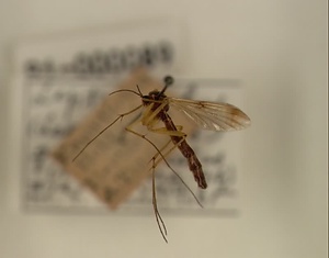 ヨツモンコシボソキノコバエ