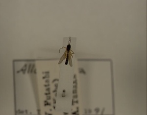 ハエ類等標本（田中コレコション）