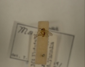 ハエ類等標本（田中コレコション）