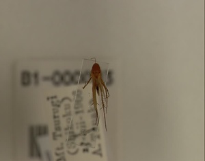 イグチナミキノコバエ