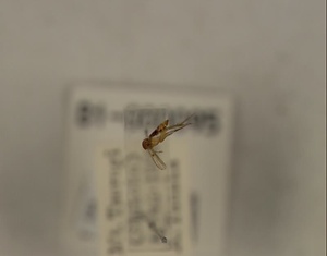 ナカモンナミキノコバエ