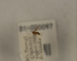 ナカモンナミキノコバエ