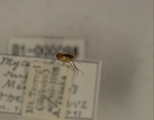 ナカモンナミキノコバエ