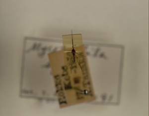 ハエ類等標本（田中コレコション）