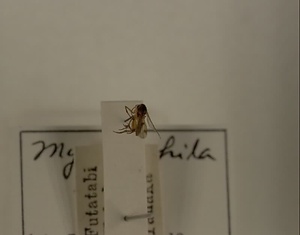 ハエ類等標本（田中コレコション）