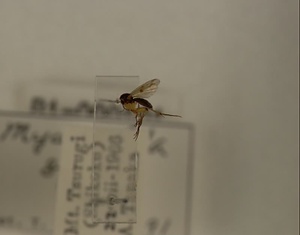 ハエ類等標本（田中コレコション）