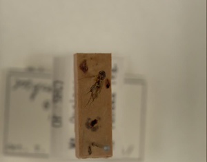 ハエ類等標本（田中コレコション）