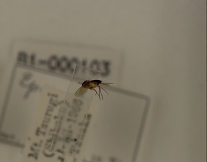 ハエ類等標本（田中コレコション）