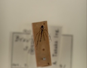 ハエ類等標本（田中コレコション）