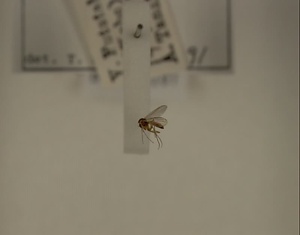 ハエ類等標本（田中コレコション）